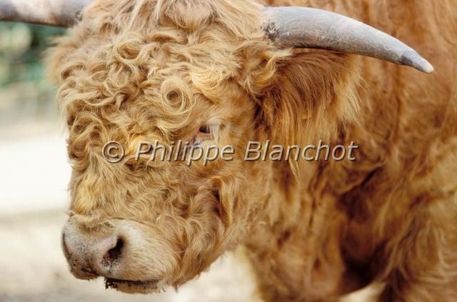 highland.JPG - Taureau HighlandBos taurusHighland cattleArtiodactyla, BovidaeFrance